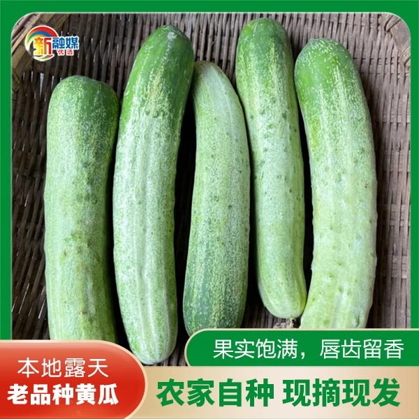 鄱阳本地农家自种新鲜蔬菜老式土黄瓜旱黄瓜水果黄瓜青瓜