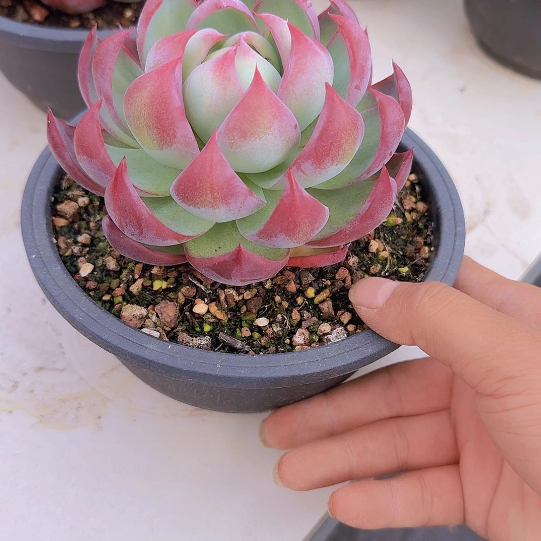 开***果1864惊鸿仙子多肉植物