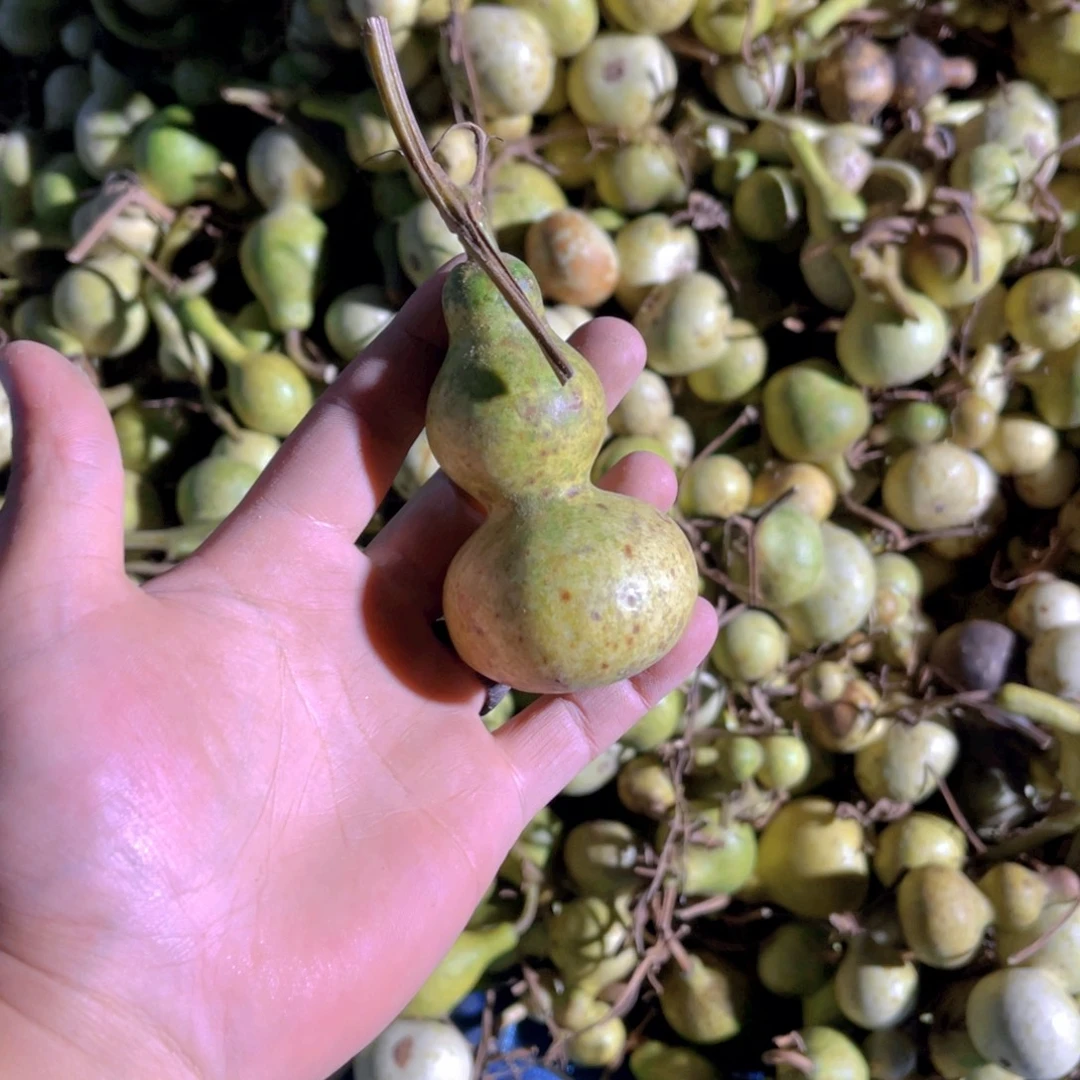 喝***喝感谢大哥支持兄弟，不保成，不退不换