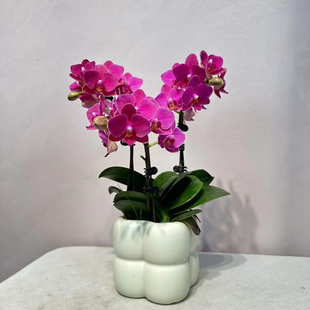 《满堂红》精品蝴蝶兰 耐开好养 轻奢高级 室内花花