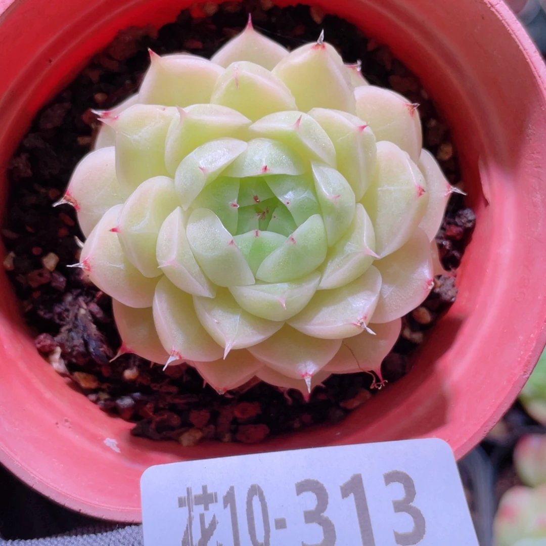 花利美10-313麦秆