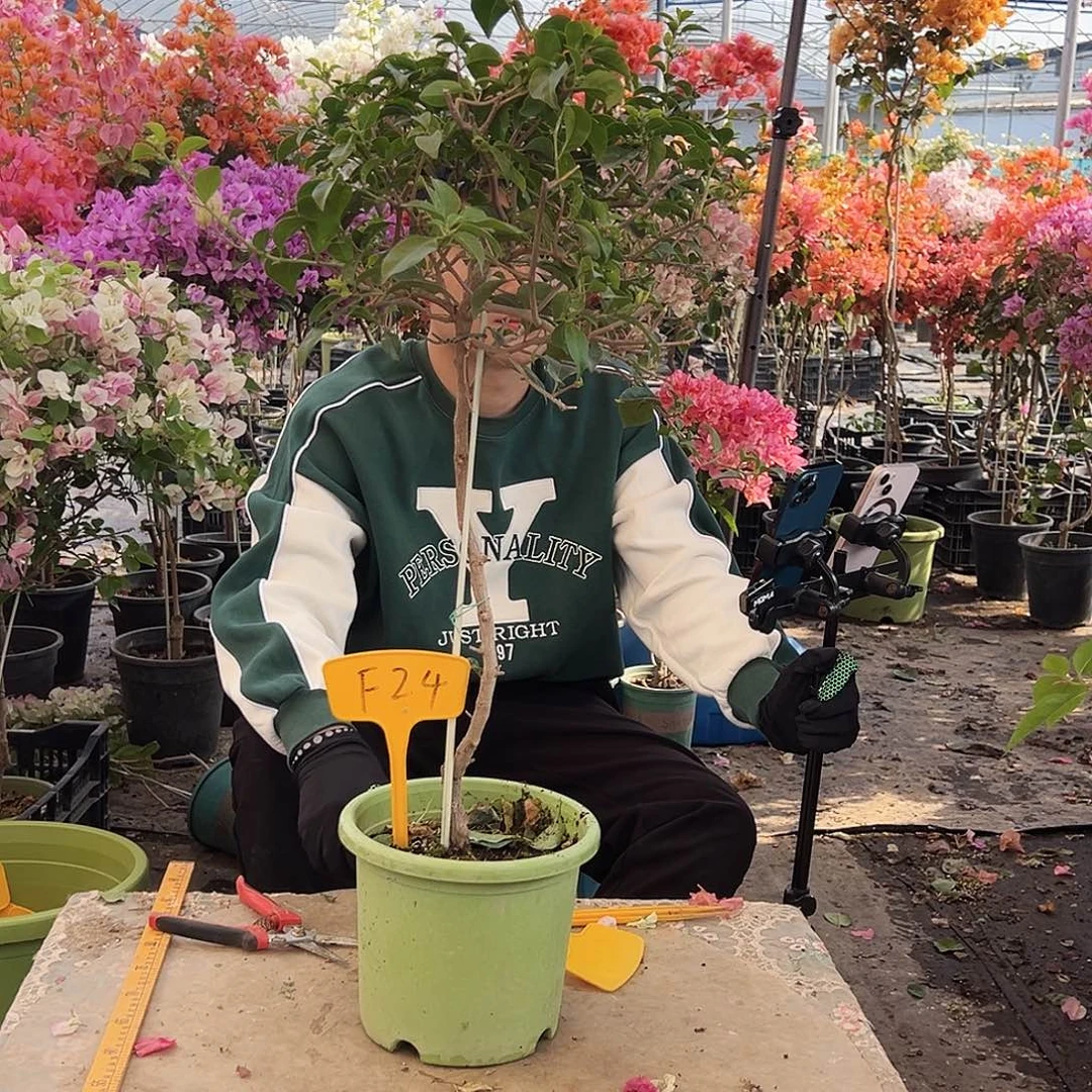 爱***莉大部分花苞少量开放F24棒棒糖