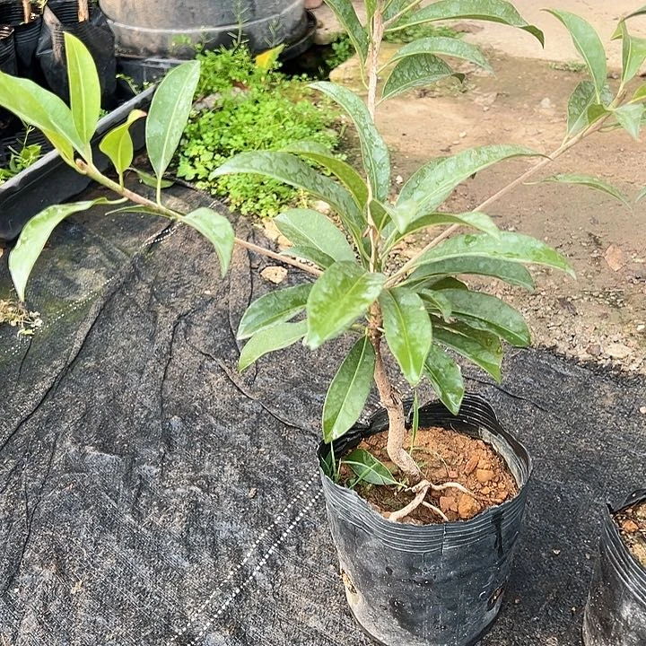 @***李1233455555555555苗