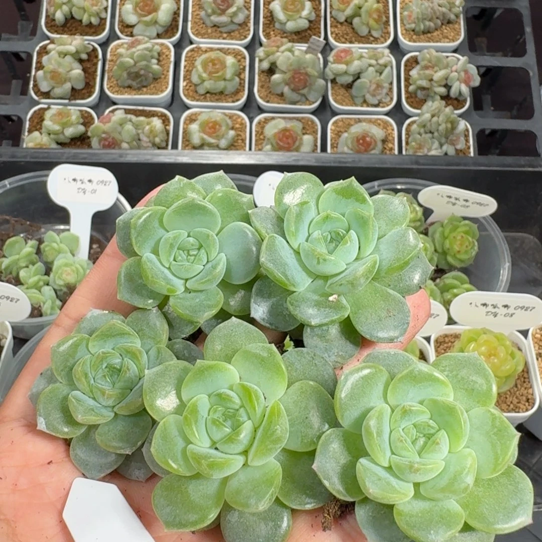 0927-11-月笼沙苗量拍包七天售后