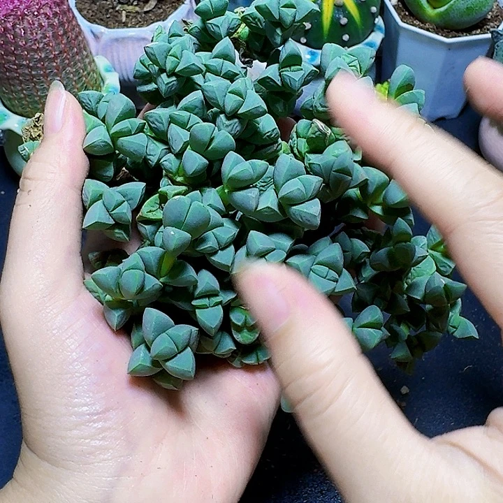 大群鹿角海棠一盆福利裸根