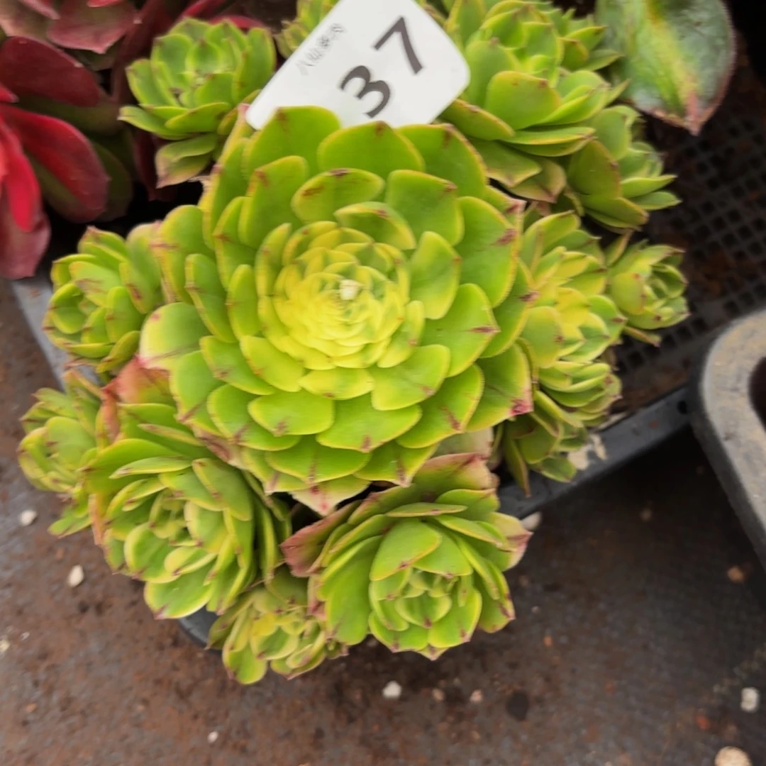 137多肉植物伊莉莎白