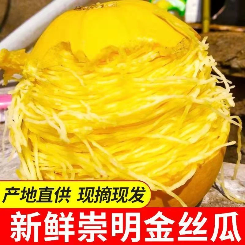 2025年金丝瓜拉丝瓜天然鱼翅瓜角瓜天然粉丝正宗崇明黄金瓜特产