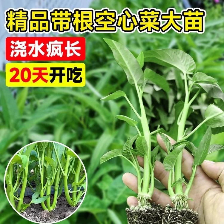 【寿光空心菜苗】空心菜耐热青菜新鲜当季蔬菜蕹菜盆栽地栽