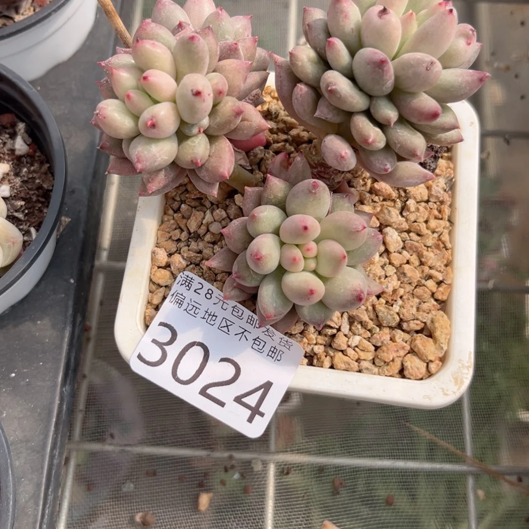 轻*ღ大3024:？x h f b b j j