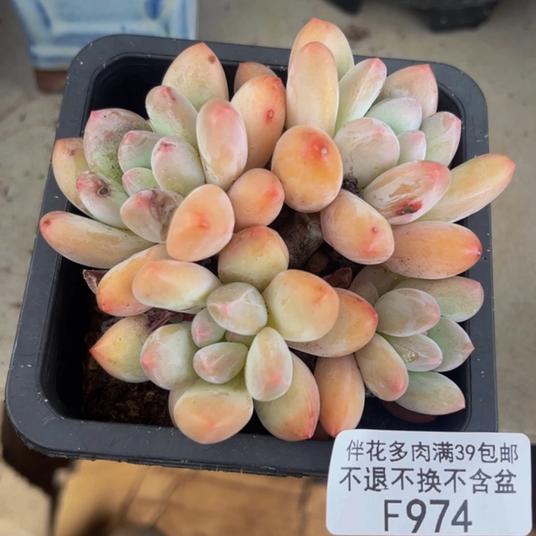 974-香水多肉7cm多肉