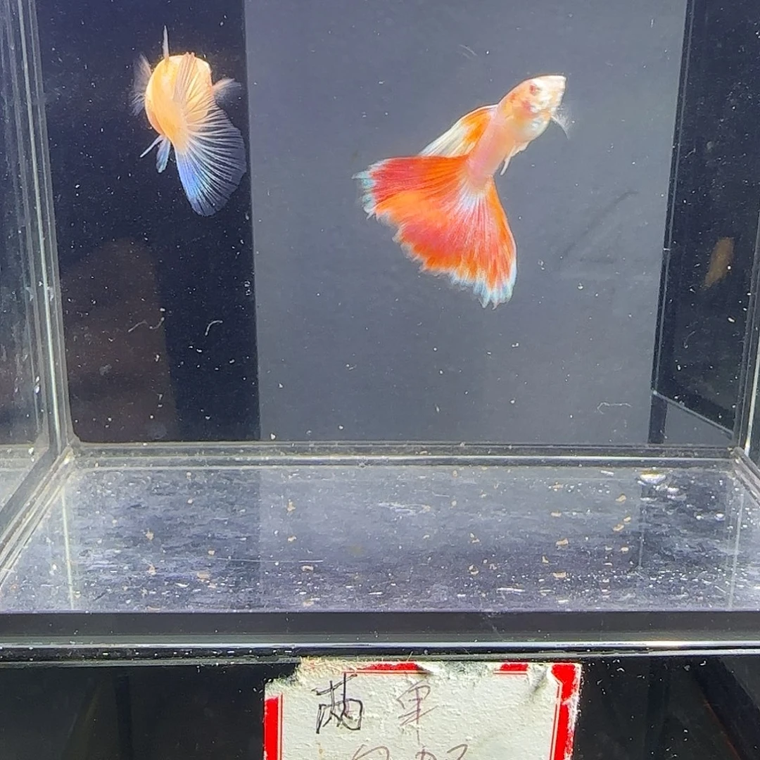 孔雀鱼火烧云一对