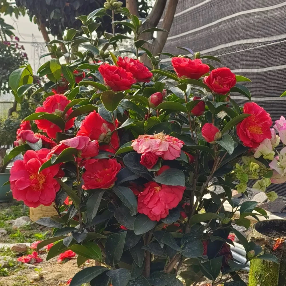 四季茶花红色重瓣大花四季开花四季常绿室内庭院花卉盆栽