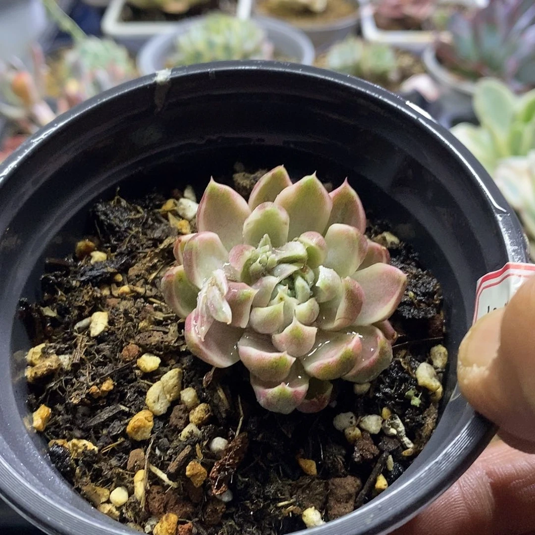 12113 玫瑰夫人锦多肉