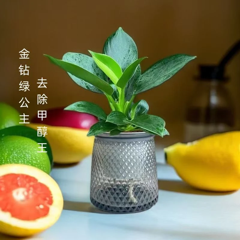 金钻绿公主盆栽室内绿植吸甲醛净化空气四季常青好养