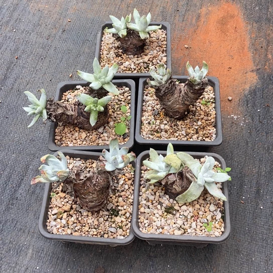 五颗打包拇指多肉植物