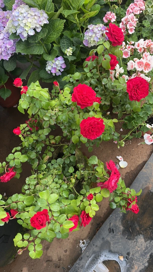 红色达芬奇爬藤型月季