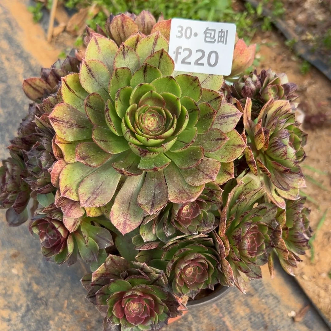 220万拉丝多肉法师