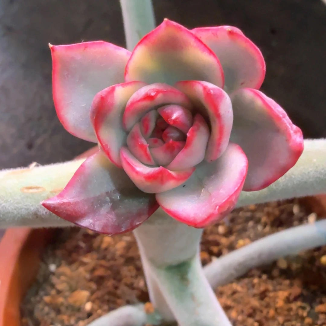 葱***顶葱花 多肉植物锦