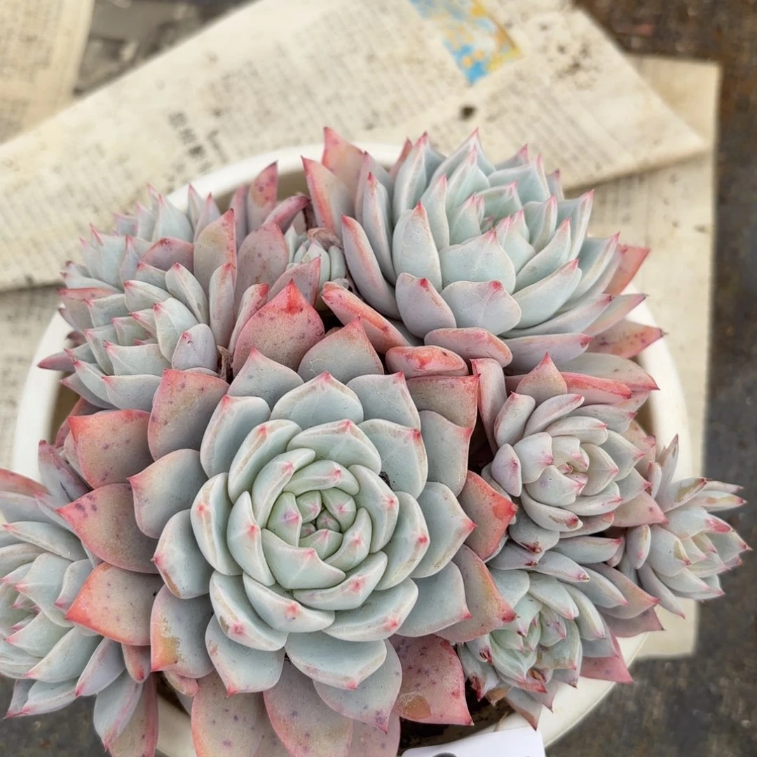 同温层多肉91粉蓝鸟