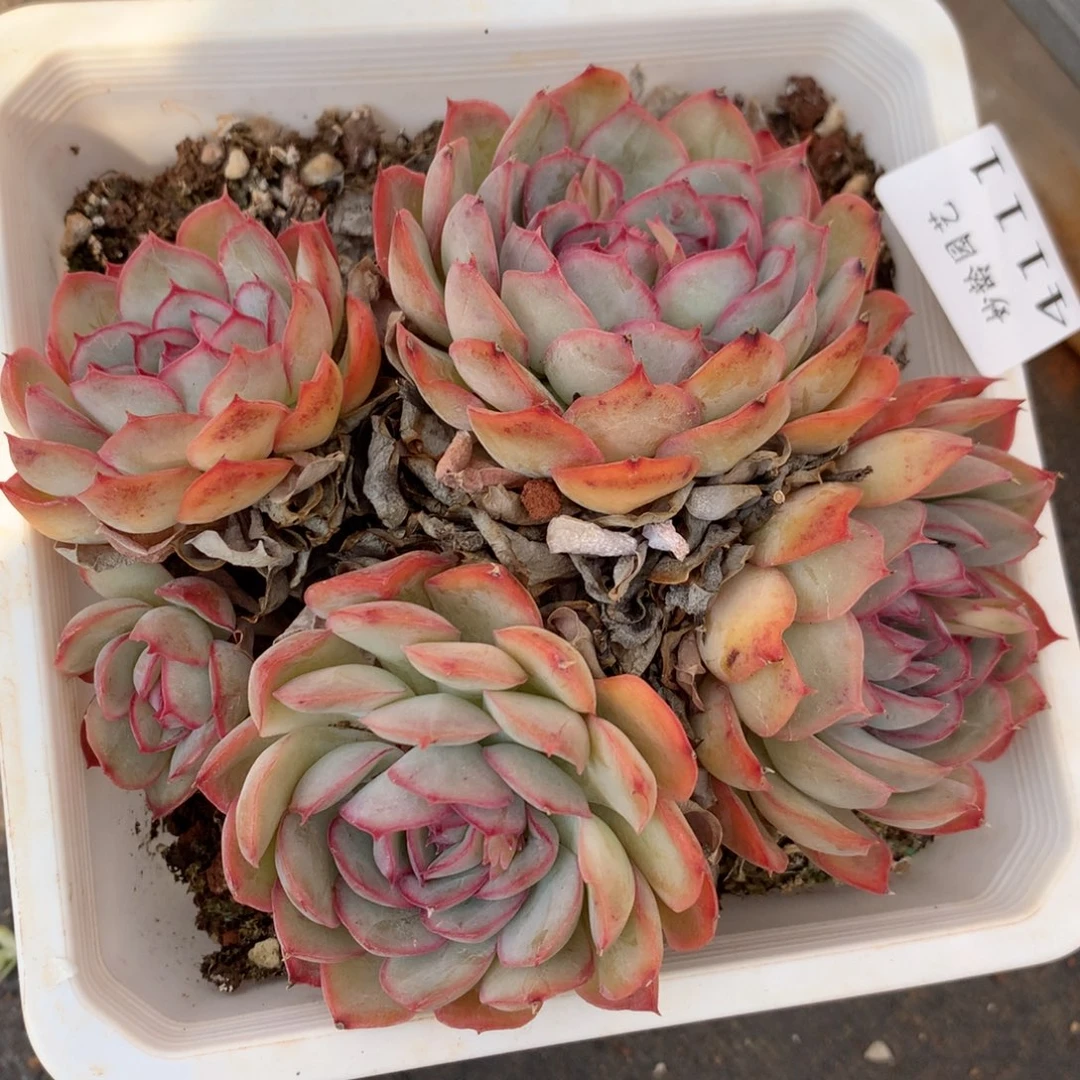 4111杂交多肉植物