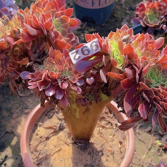 歪***妞多肉植物一个欧嘉莉