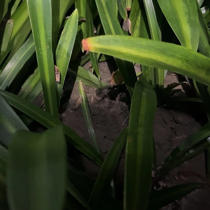放***经当前无花朵，栽培后可花朵糖仙。7➕两颗带测