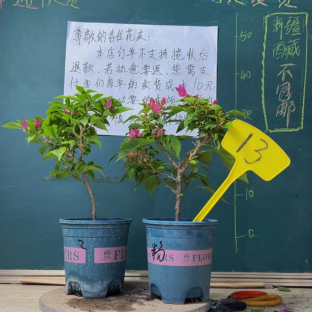 当前无花栽培后可以开花福利 紫狐狸 粉狐狸13