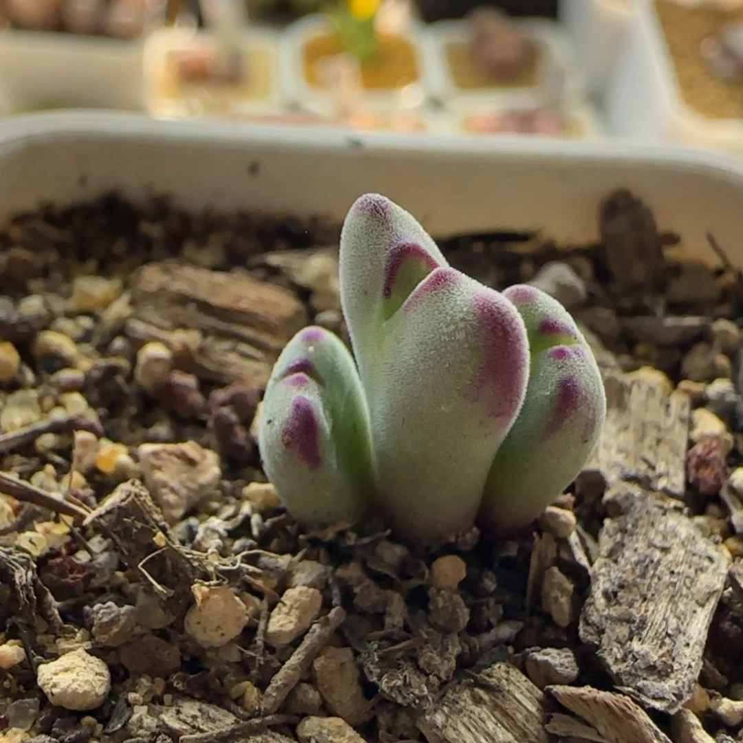 【闪购商品】1110沙文利亚当天28包邮非偏远