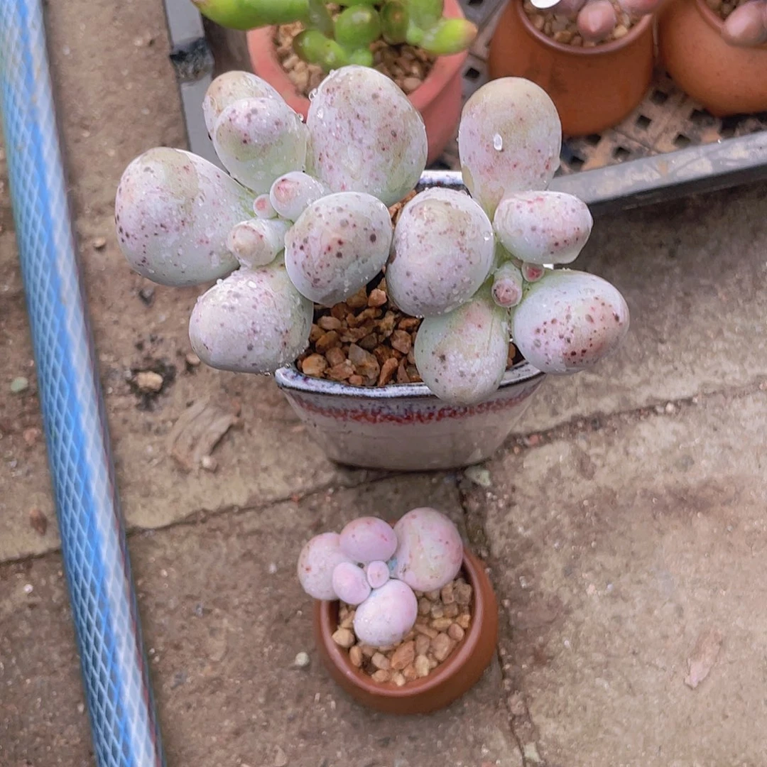 琳***琳米可 多肉植物多肉