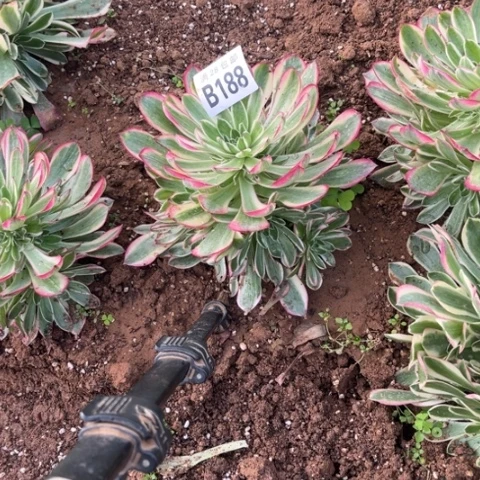 188海王不包断枝