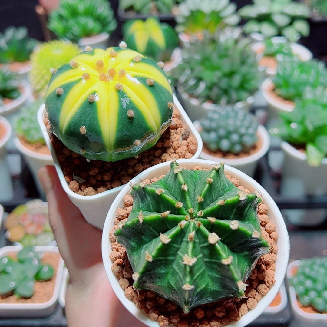 星兜锦➕肋骨仙人球原盆土