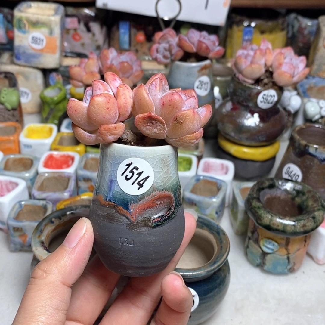 拍5送一个小礼物