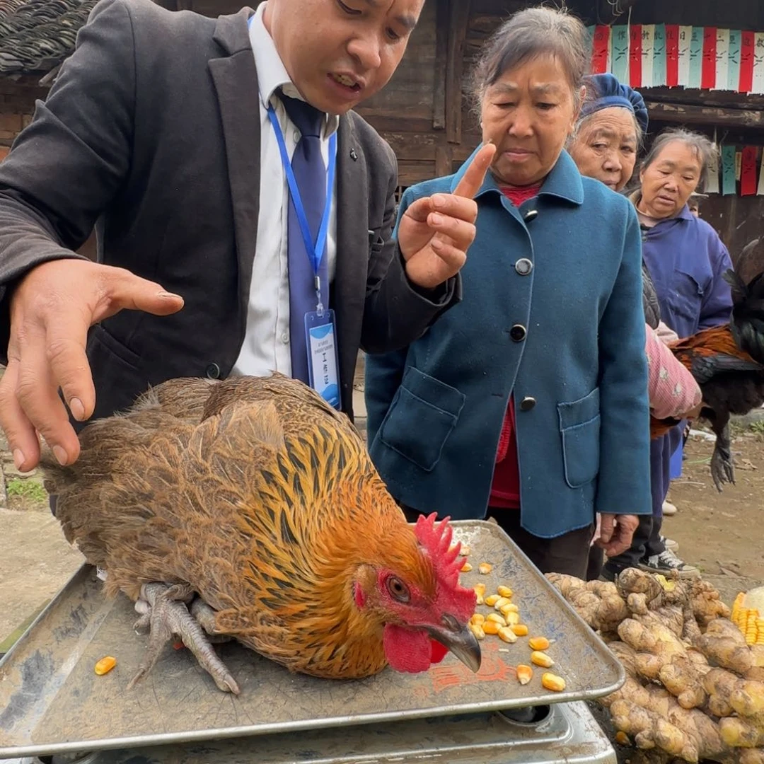 包装中国大陆2619，