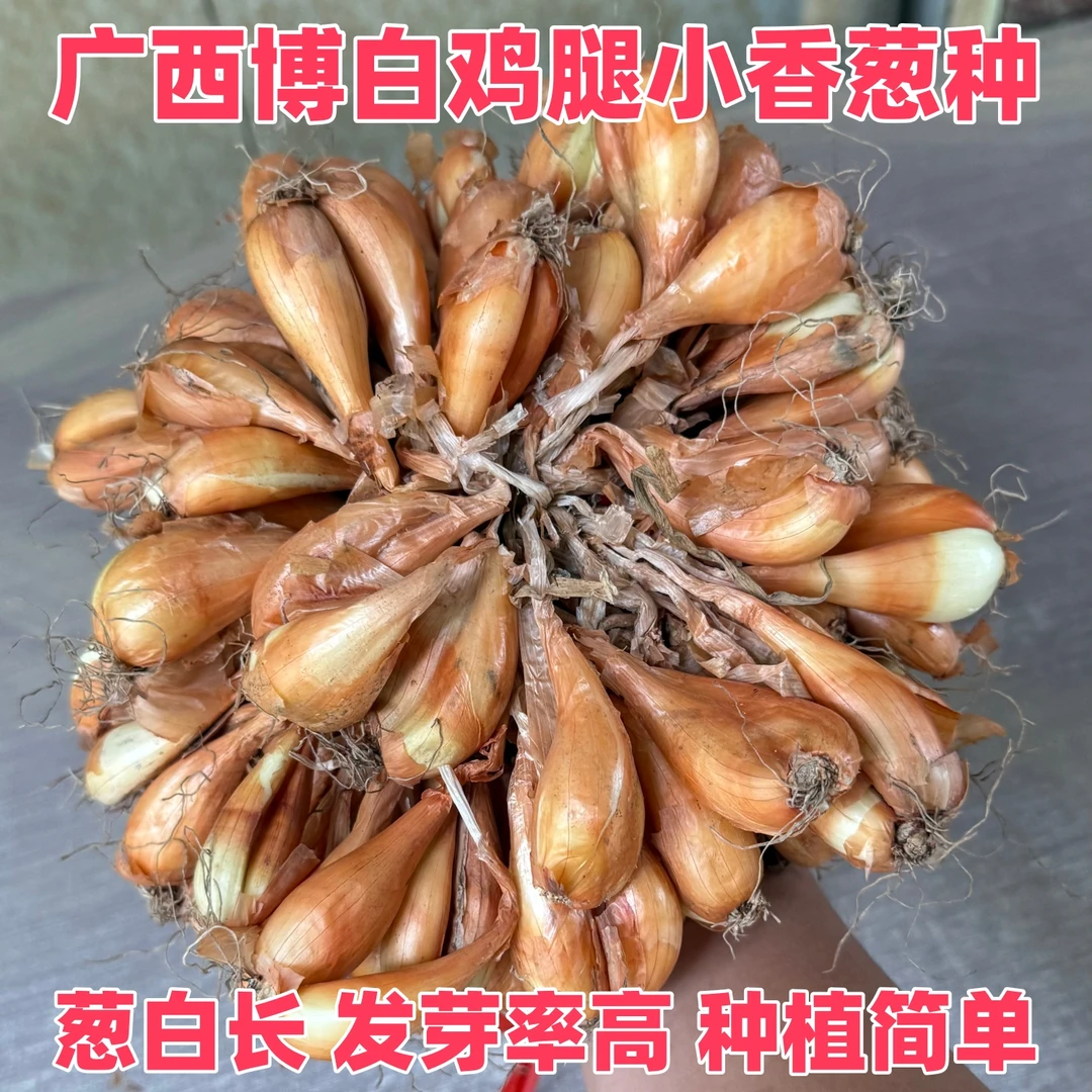 正宗博白鸡腿小香葱头可用于阳台庭院大田种植黄衣白杆葱易种易活