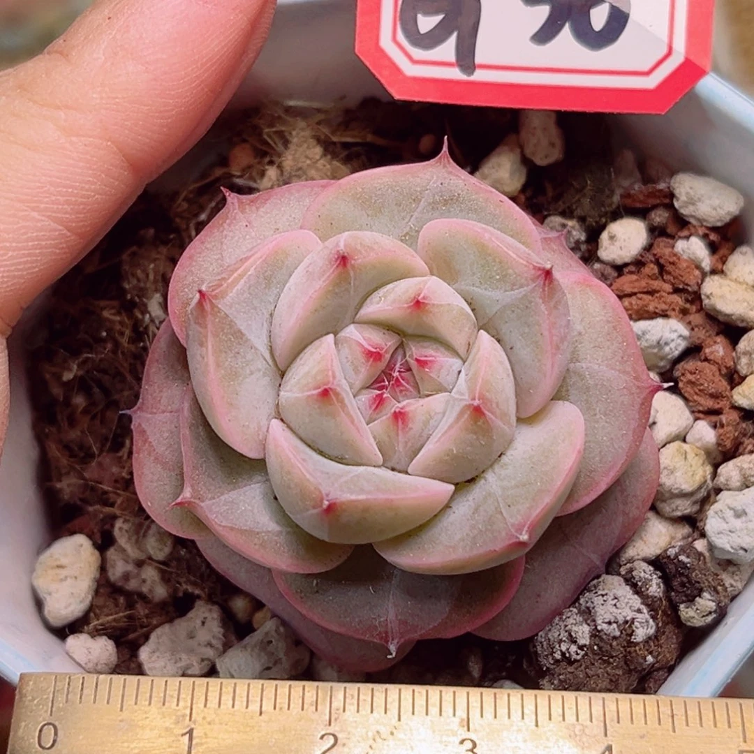 G36一物一拍 花瓣雨