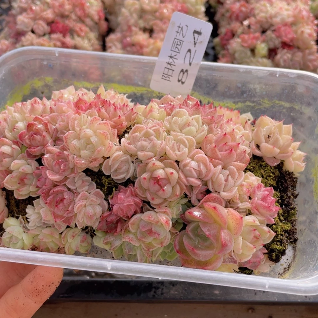 多肉植物多肉植物824