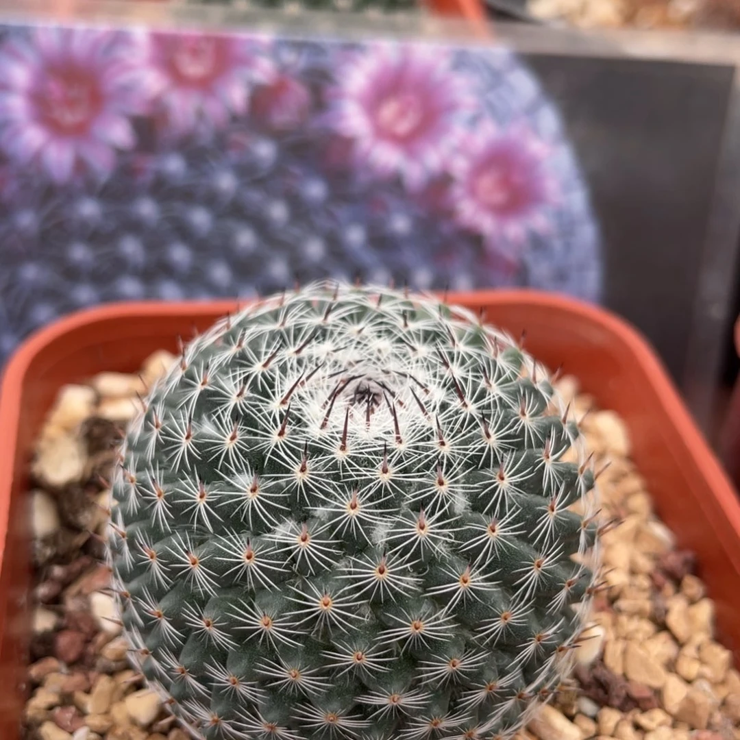 鹿角柱实生仙人球云裳丸