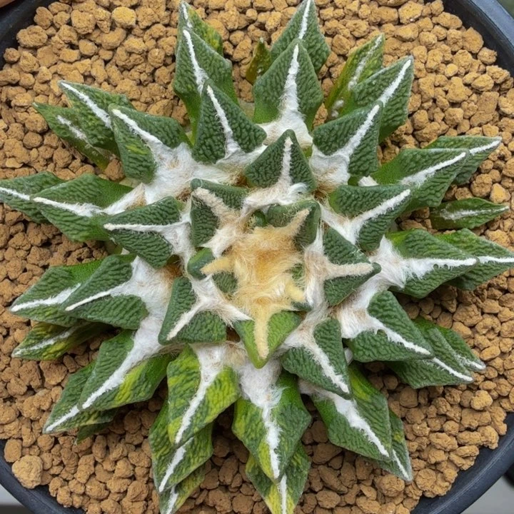 捡漏黑牡丹锦实生