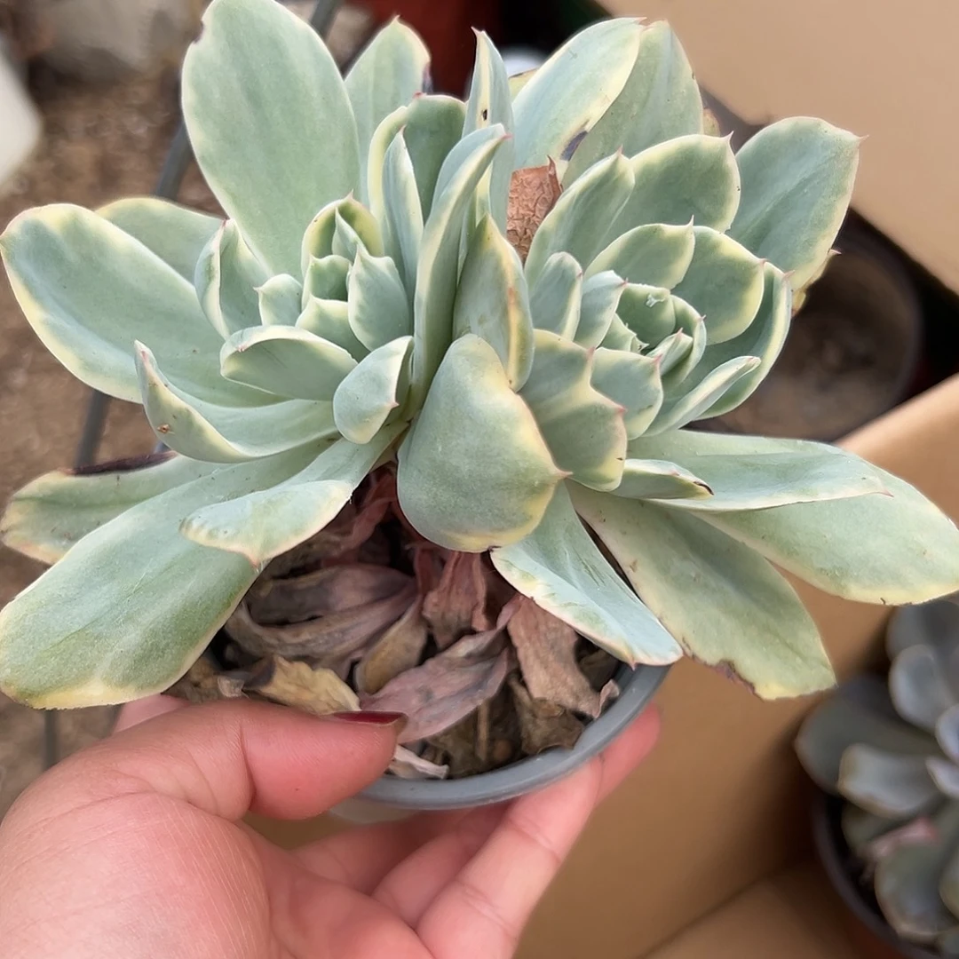 多肉植物绮罗锦老庄