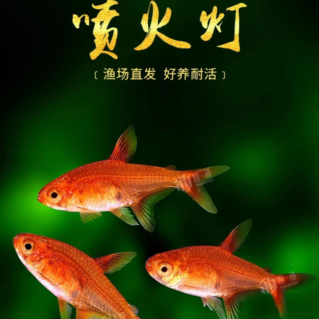 喷火灯热带观赏灯鱼群游小型淡水鱼适合草缸混养活体鱼