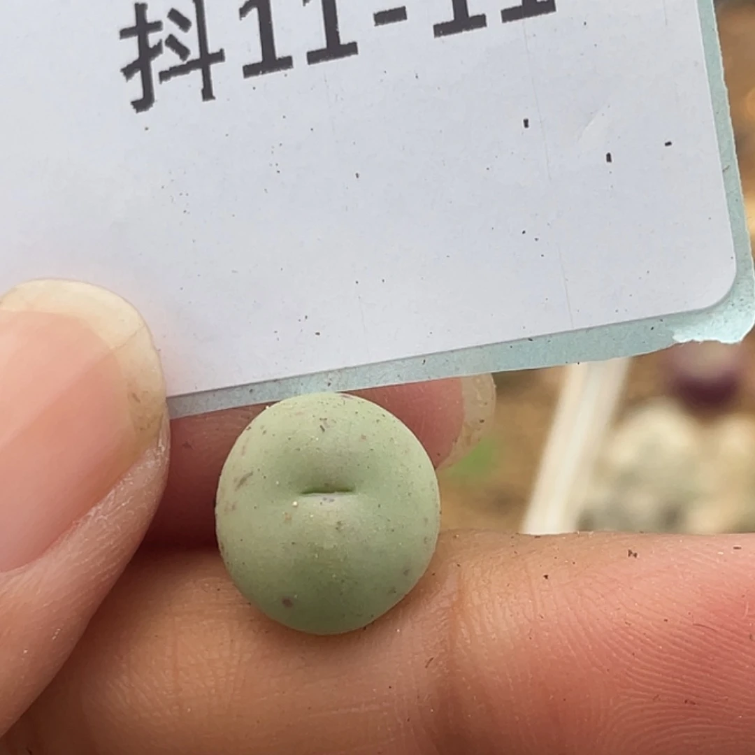 11-11鸭嘴兽苗多肉植物