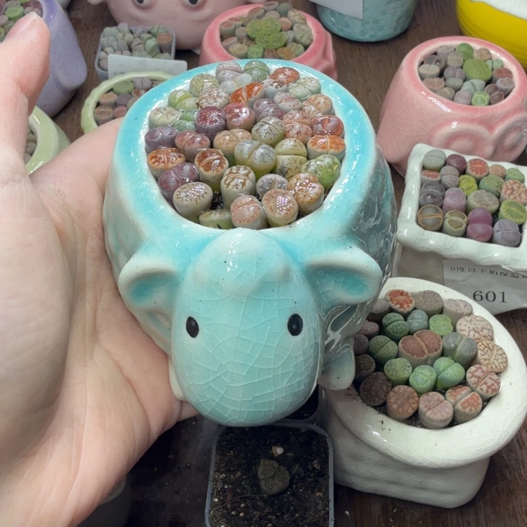 青***茫多肉葡萄的味道真的652