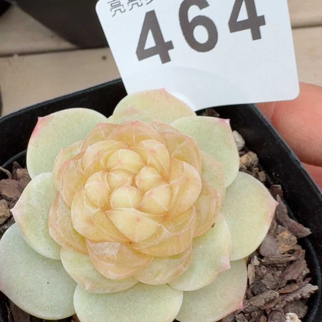 绒霜         精品多肉