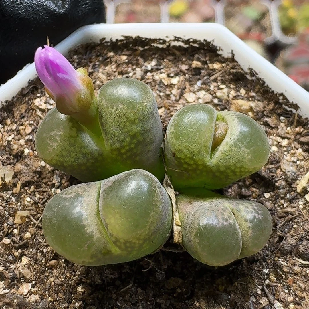 生石花1111111。    320