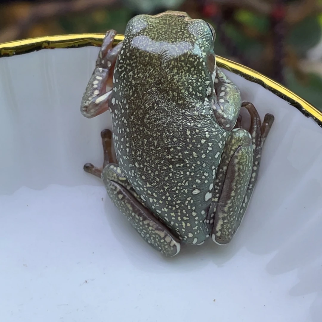 老爷树蛙澳蓝小金蜜53号