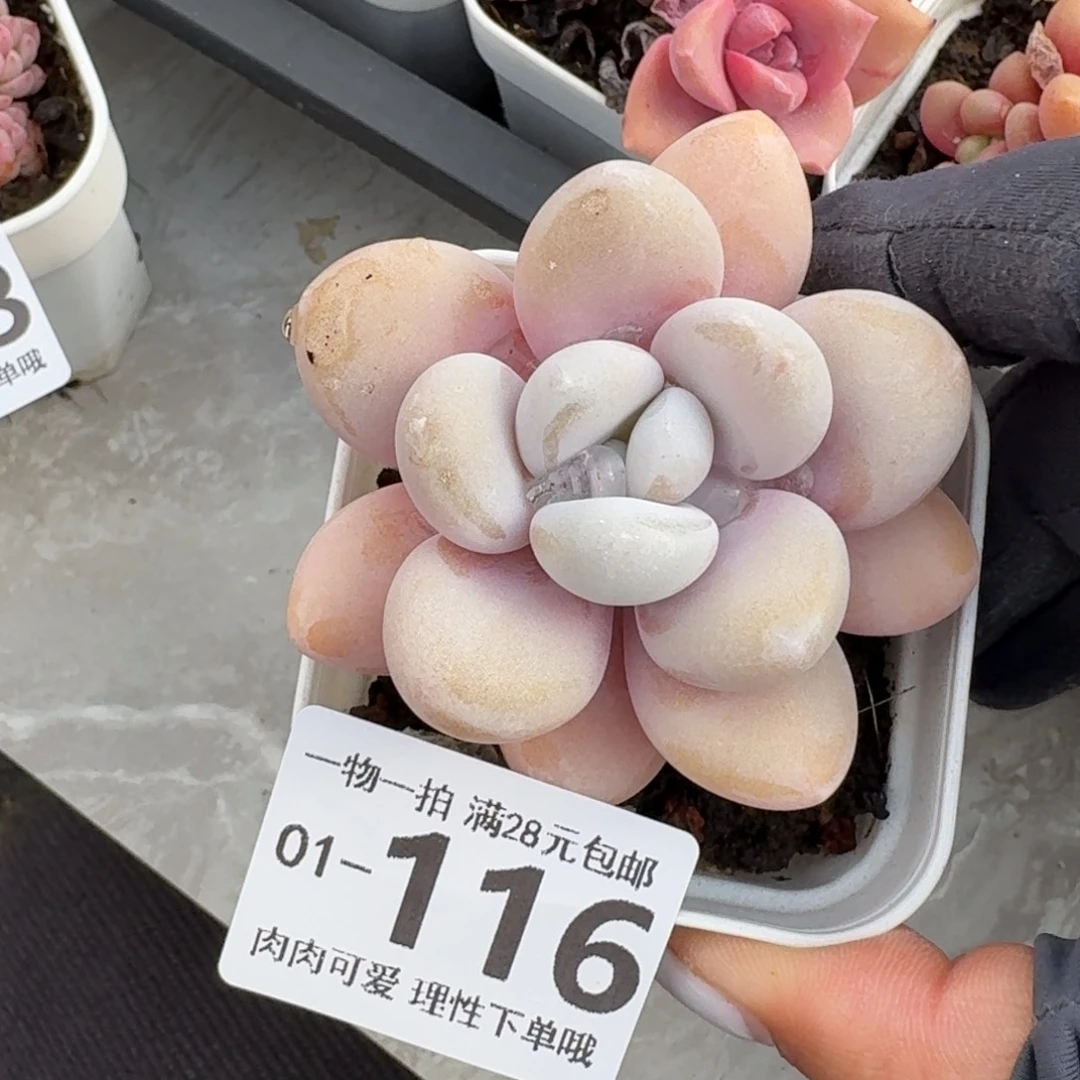 粉兔无盆土发货无