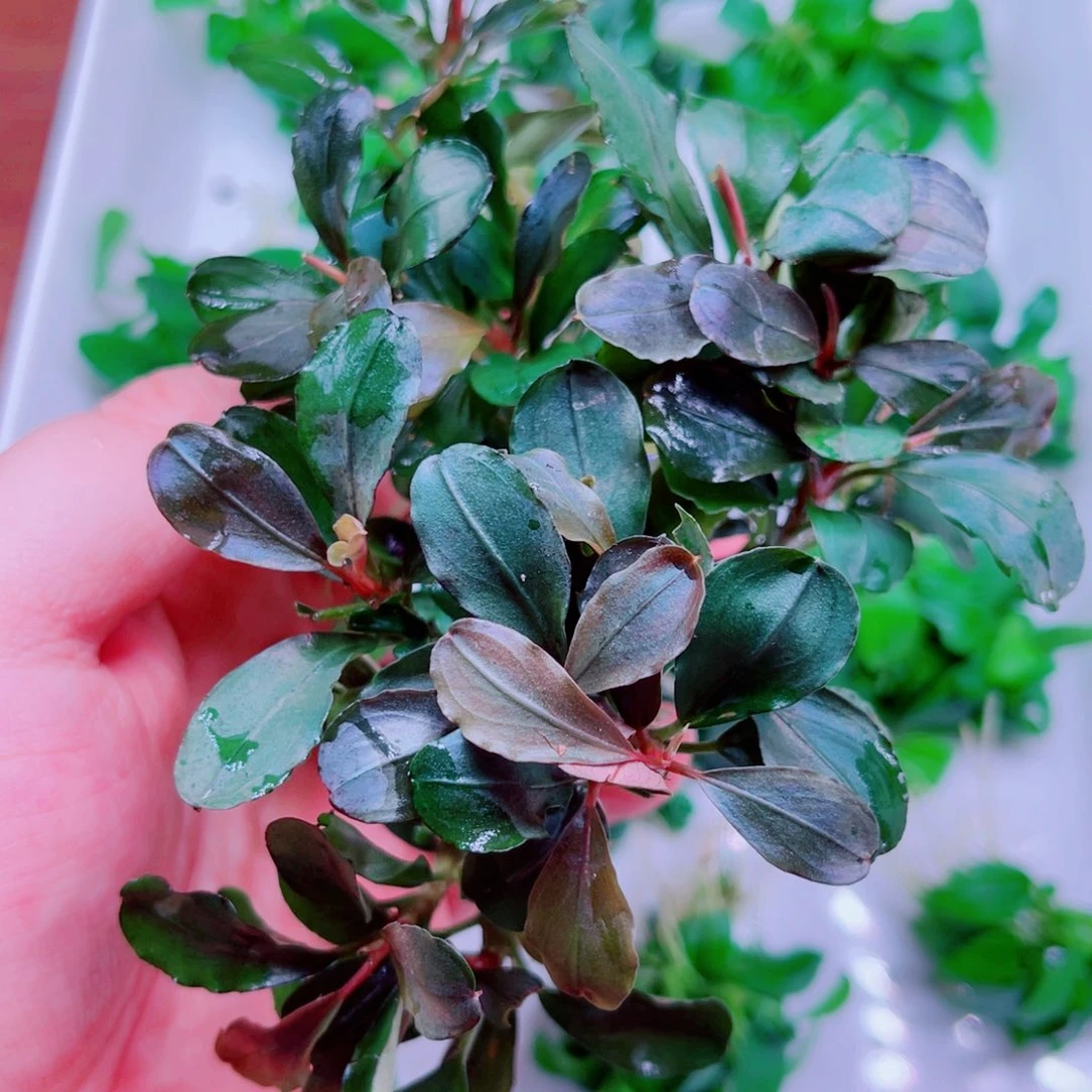 富***头美小呆特价套餐一份