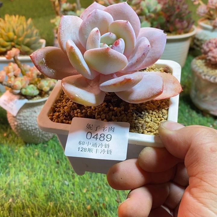 0489啊啊啊啊啊啊啊啊啊