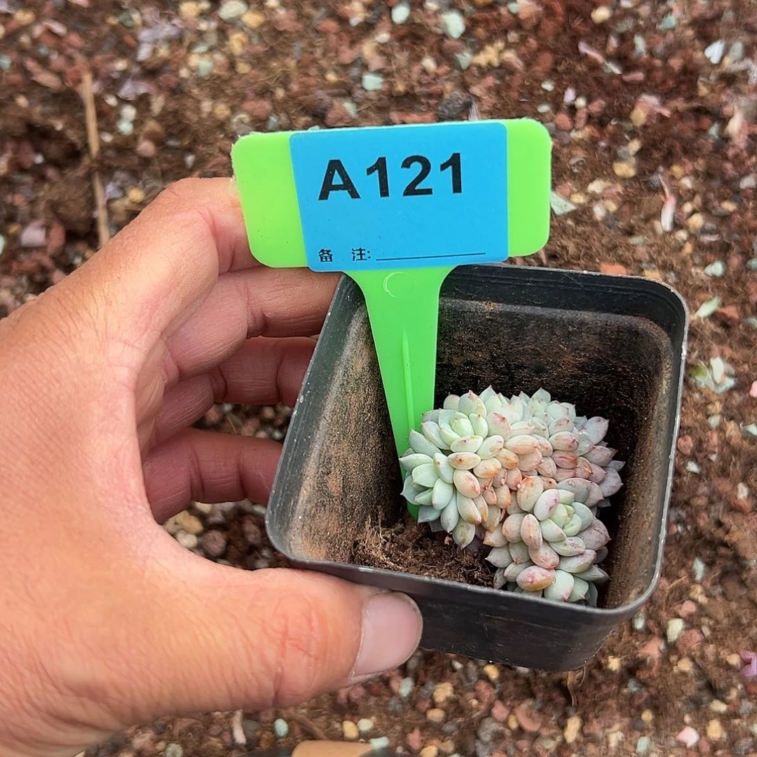 猫***吗多肉植物一物一拍