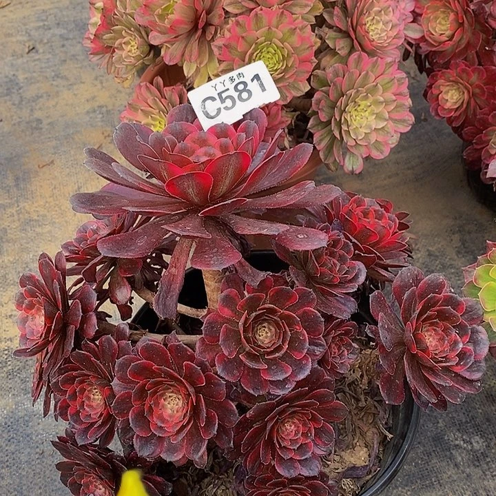 粉霞580金刚581多肉